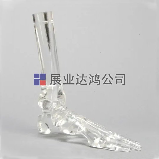 SAWBONES 腳踝骨骼解剖透明模型1701-529-5