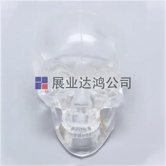 SAWBONES 顱骨解剖透明模型1345-4-1