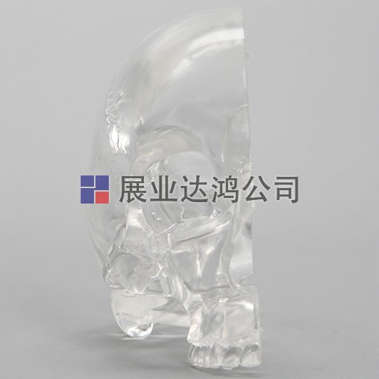 SAWBONES 部分顱骨解剖透明模型1339-27-1