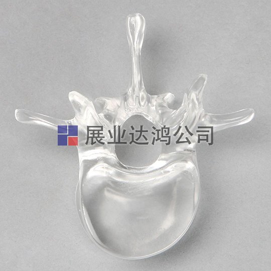 SAWBONES 椎骨解剖透明模型L1～L5