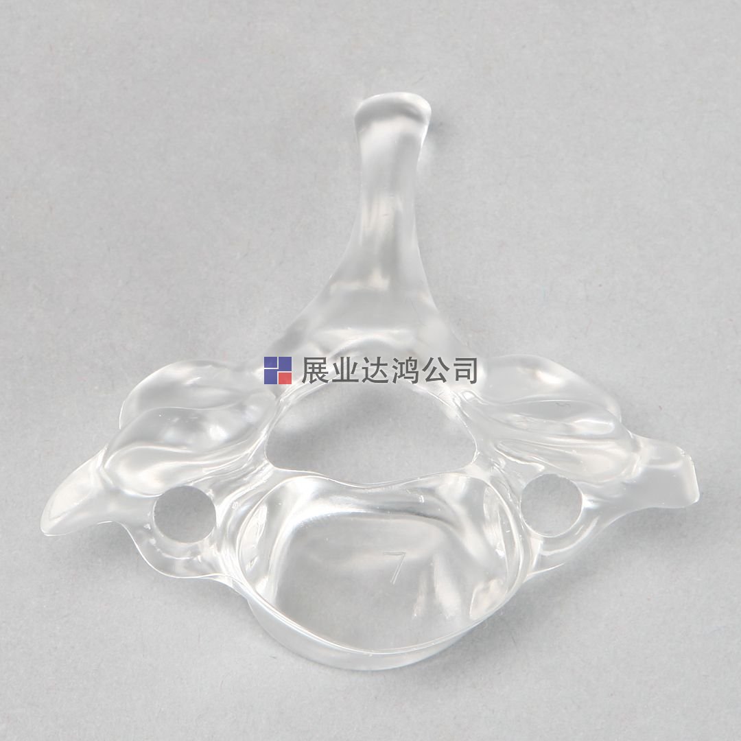 SAWBONES 椎骨解剖透明模型C1～C7