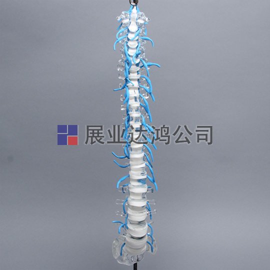 SAWBONES 脊柱與骶骨和神經(jīng)根解剖模型1701-100-1