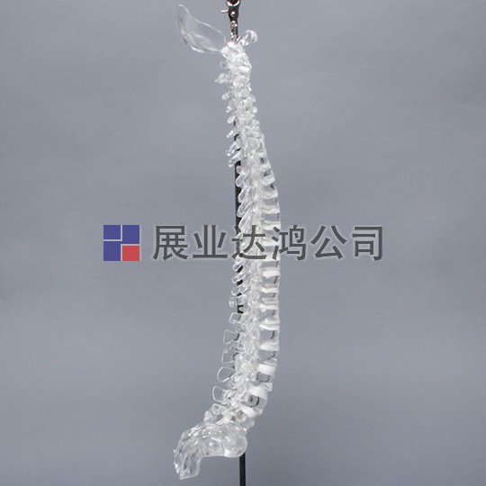 SAWBONES 脊柱與枕部解剖模型1701-100-4