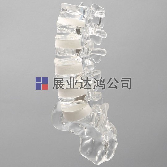 SAWBONES 脊柱與腰椎解剖模型1701-110