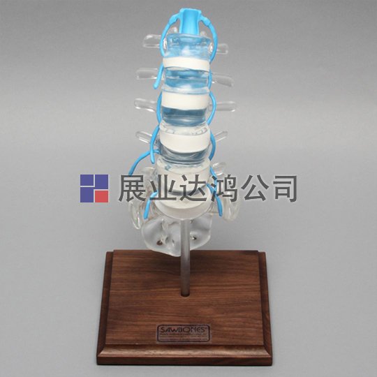 SAWBONES 脊柱腰椎與神經根解剖模型1701-110-1