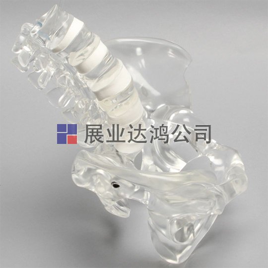 SAWBONES 骨盆解剖透明模型1701-110-2