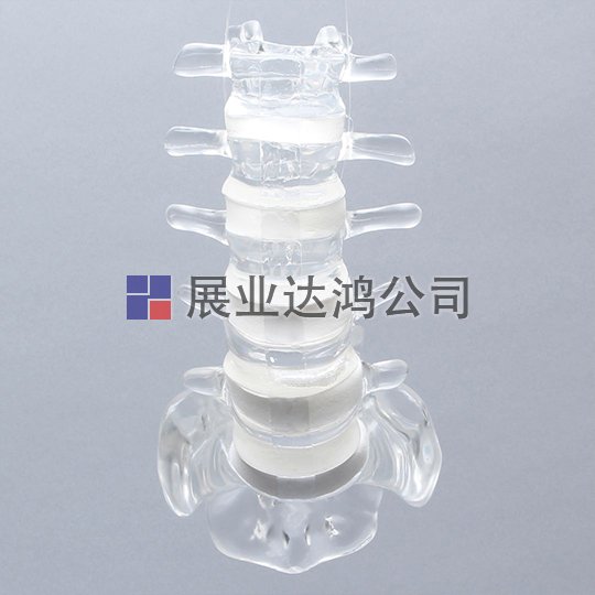 SAWBONES 脊柱與韌帶解剖透明模型1701-110-4