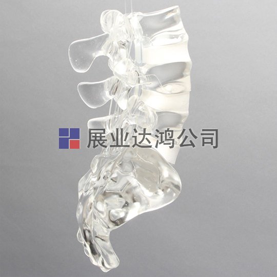 SAWBONES 腰椎骶骨解剖透明模型1701-120