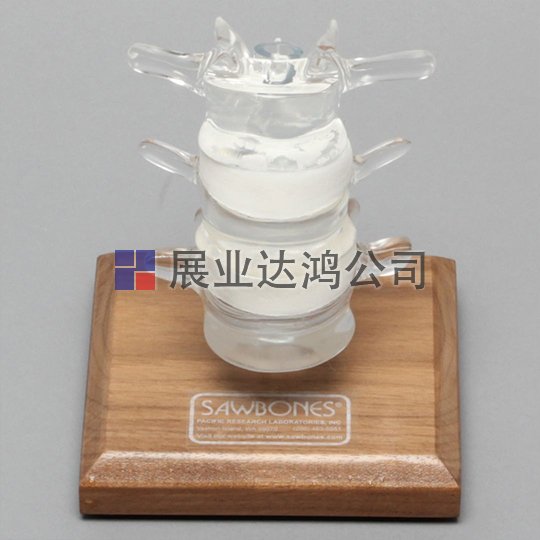 SAWBONES L3～L5腰椎解剖透明模型1701-120-3