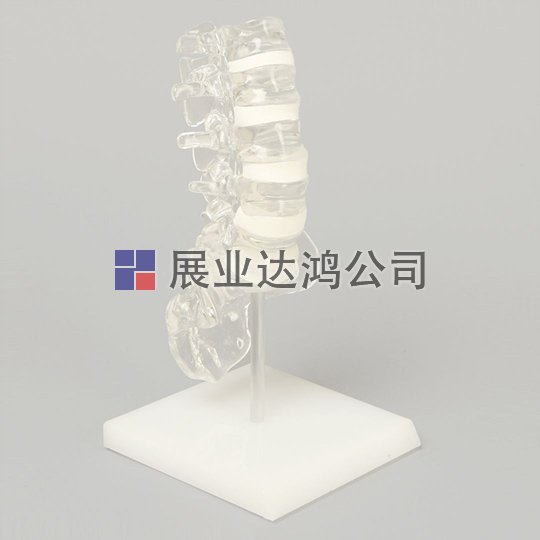 SAWBONES 脊柱解剖透明模型1701-124-7