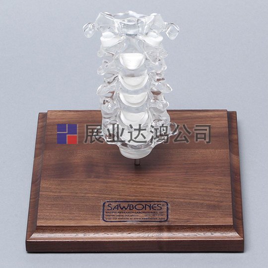 SAWBONES C1-C7脊柱頸椎解剖模型1701-125