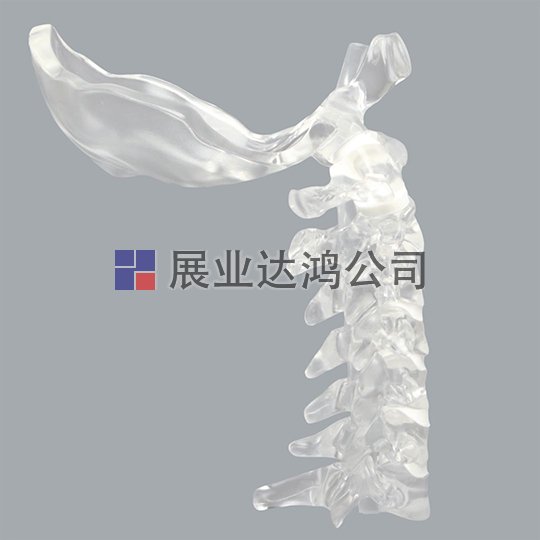 SAWBONES 脊柱C1-C7枕部解剖模型1701-125-1