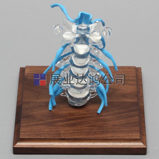 SAWBONES 脊柱神經根與頸椎解剖模型1701-126