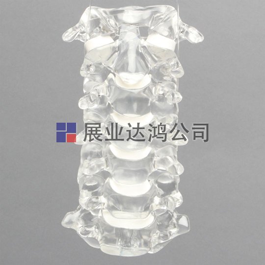 SAWBONES 脊柱C1-C7解剖透明模型1701-129
