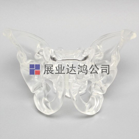 SAWBONES 男性骨盆解剖透明模型1701-130