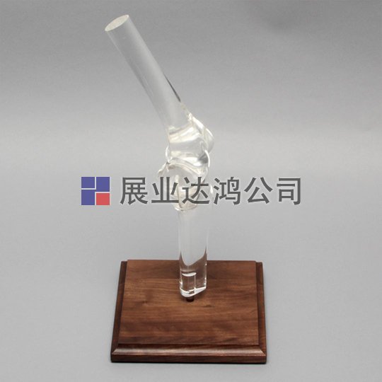 SAWBONES 膝關節解剖透明模型1701-267