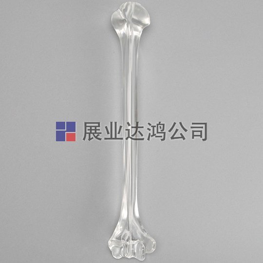 SAWBONES 肱骨解剖透明模型1701-32