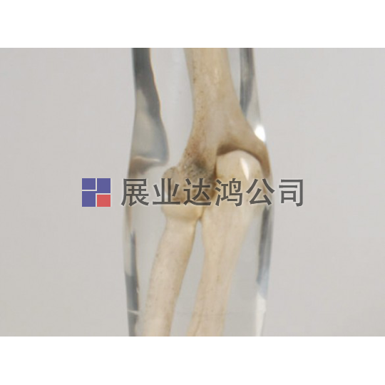 <b>夸特QUART X射線訓練手臂模體</b>