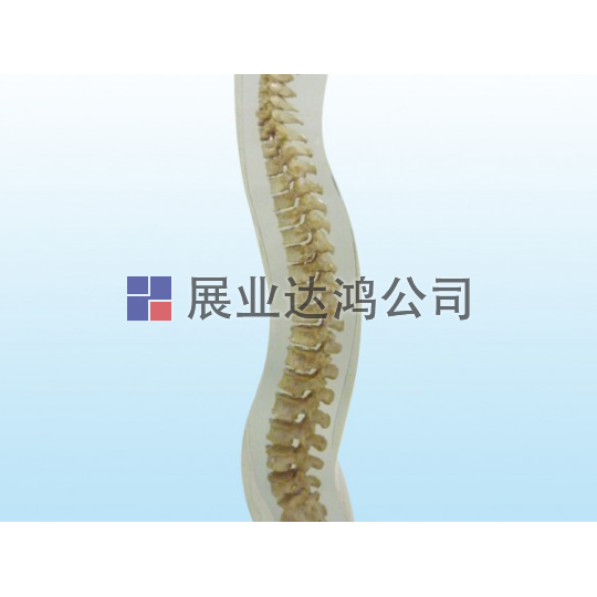 <b>夸特QUART X射線脊柱模體</b>