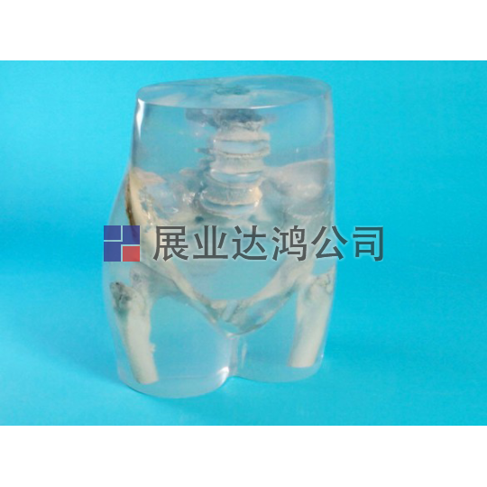 <b>夸特QUART X射線髖關節模體</b>