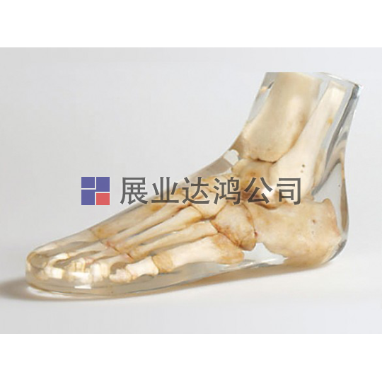 <b>夸特QUART X射線腳部模體</b>