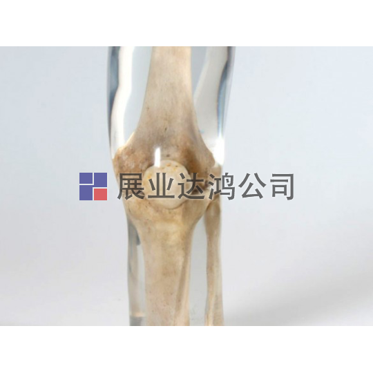 <b>夸特QUART X射線膝蓋模體</b>